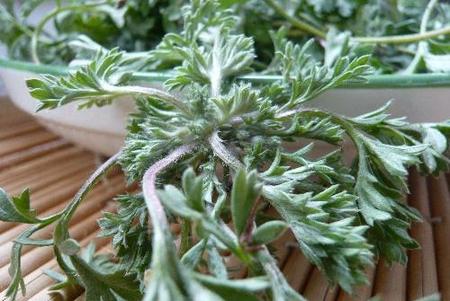 茵陈有什么药用价值(茵陈治疗肝炎吗)