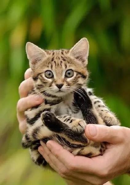 世界上最小的豹猫(豹是猫科还是犬科)