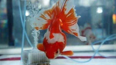 鱼缸水起白雾怎么回事(鱼缸水发白雾蒙蒙的怎么解决)