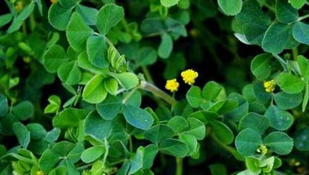 金花菜什么时候种植(露地菜花亩产多少斤)