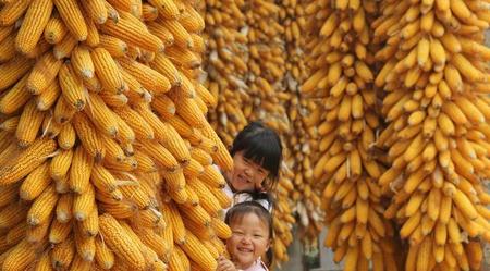 一亩玉米地能产多少斤(1亩地能产多少斤玉米)