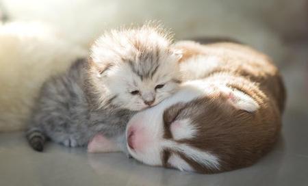 猫很蠢怎么办(养宠物赚钱的游戏是真的吗)