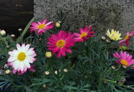 没有感情离婚好,还是凑合着好?(为什么有婚姻制度)