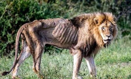 老虎会不会吃狮子(狮子为何不吃鬣狗)