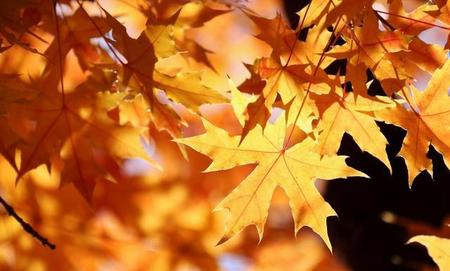 何处是思愁,离人心上秋(何处合成愁离人心上秋的意思)