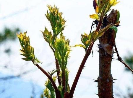 全株长刺的灌木(全身带刺的植物)