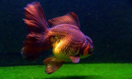 如何饲养泰狮金鱼才能起头(泰狮金鱼饲养技巧)