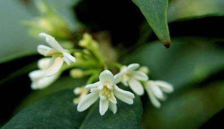 王维的鸟鸣涧写于哪个历史时期(王维的诗刻画出了鸟鸣山更幽的意境)