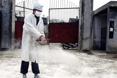 鸡可不可以养在水泥地上(用水泥地面养鸡的方法)