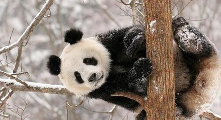熊猫到底是熊还是猫呢