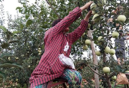 现在有什么水果可以摘?(现在这个季节可以采摘什么水果)