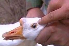 豁眼鹅与籽鹅哪个最好