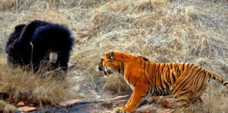 黑豹和花豹哪个厉害(猎豹和金钱豹哪个厉害)