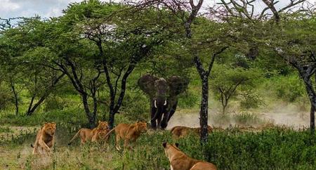成年雄性非洲象的战斗力(非洲最厉害的超级狮群)