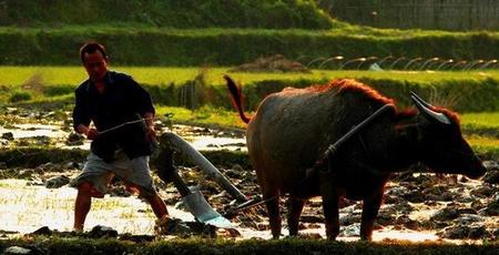 耕地和一般农田的区别(耕地一般农田基本农田的区别)