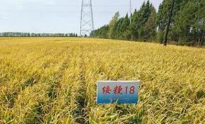 绥粳18对比绥粳27哪个好(绥粳27水稻品种介绍)