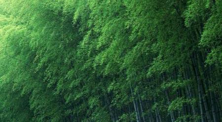 毛竹种植方法和注意事项(毛竹种子催芽方法)