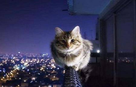 猫为什么有九条命呢(为什么人们都说猫有九条命)