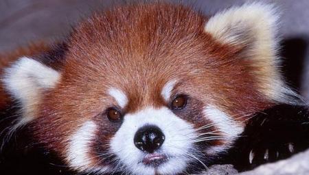 小熊猫还叫什么名字