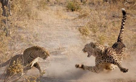 非洲豹是不是花豹(波斯豹是花豹吗)