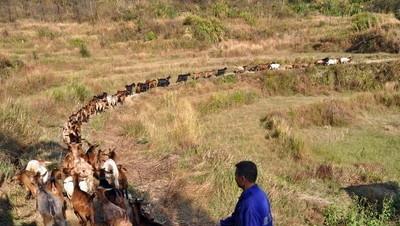 养殖黑山羊要注意哪些问题