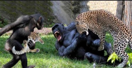 大猩猩打得过花豹吗(花豹和银背大猩猩)