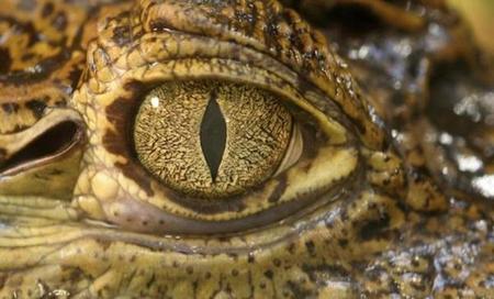 鳄鱼为什么会流泪? 答;口渴(鳄鱼流泪是为什么)