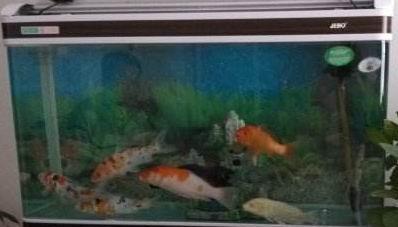 鱼缸水渍怎么去除(鱼缸的水渍怎么清除)