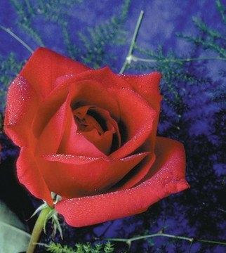 玖瑰花朵数的意义(玫瑰花送的朵数的意义)