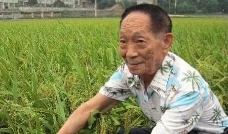 袁隆平是江西的还是湖南人呢(湖南安江农业学校教师开创了杂交水稻研究)