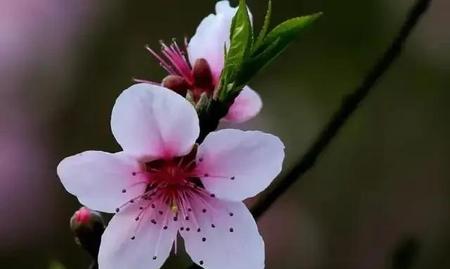 知道自己死亡的时间问题(人如果知道自己的死亡时间)