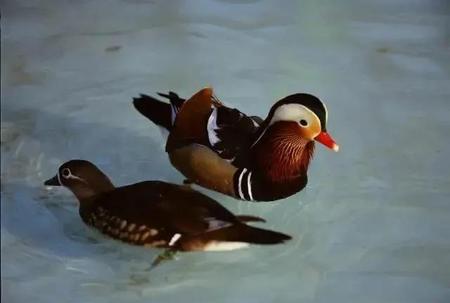 生命之母是什么意思