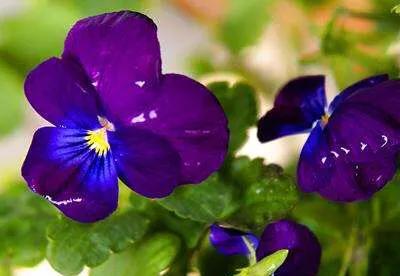 蝴蝶兰栽培用什么土(怎样栽培蝴蝶兰)