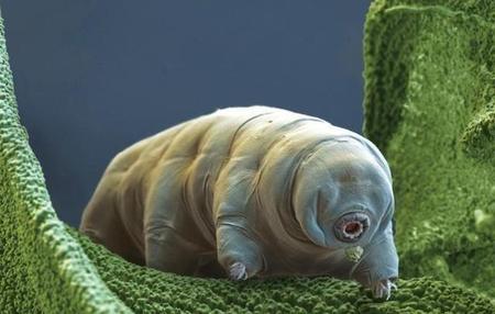 地球上出现的第一个生物是什么(地球上的第一个生物是怎么出现的)