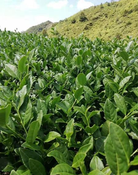 铁观音新茶什么时候上市(铁观音新茶几月上市)