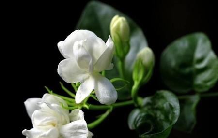 茉莉和茉莉花(茉莉花香味好闻吗)