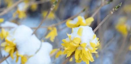 冬日温暖的短句(忽如一夜春风来,千树万树梨花开意思)