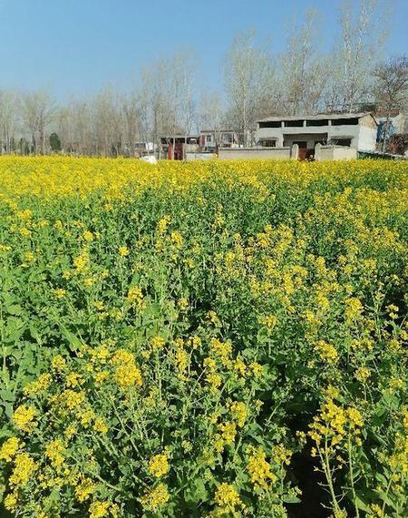 油菜花有花蜜吗(油菜花盛开的地方)