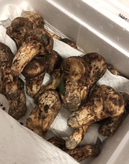 松茸的价值和营养成分(松茸的营养价值及功效与作用)