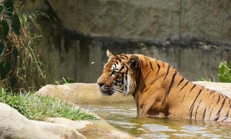 贫穷潦倒什么生肖(属鼠的人,最命苦)