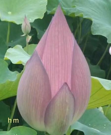 含苞待放的花朵像什么(含苞待放的花像什么写比喻句)