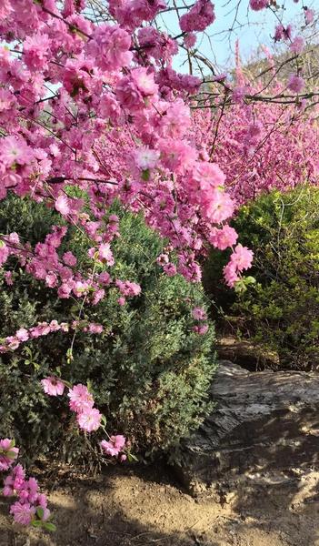 春雪这首诗表达了什么