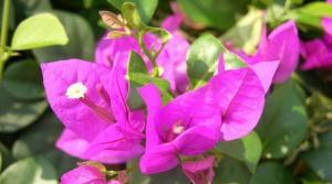 深圳市的市花是什么花象征着什么(三角梅是深圳的市花吗)