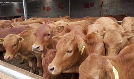 常吃大葱有什么好处