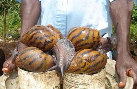 非洲人为啥敢吃非洲大蜗牛