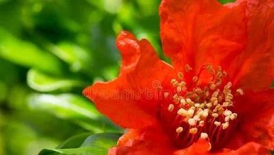 石榴的花语是什么?(歇后语五月的石榴花)