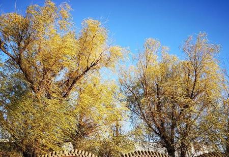 知己和情人的意思相同吗(知己,情人,蓝颜的区别)