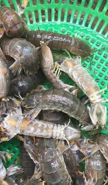 皮皮虾是水煮还是清蒸(皮皮虾不新鲜的表现)