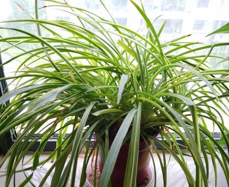 吊兰可以放卧室吗有没有毒(金边吊兰放在卧室好吗)