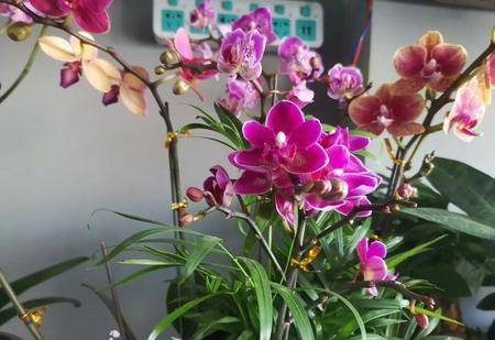 近亲结婚孩子正常就没事吗